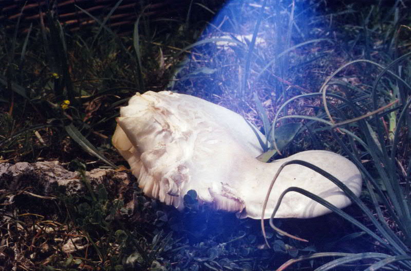 Pleurotus eryngii